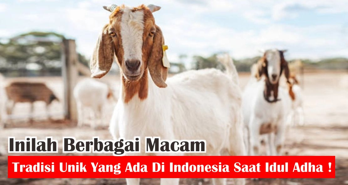 6-tradisi-unik-idul-adha-yang-ada-di-indonesia