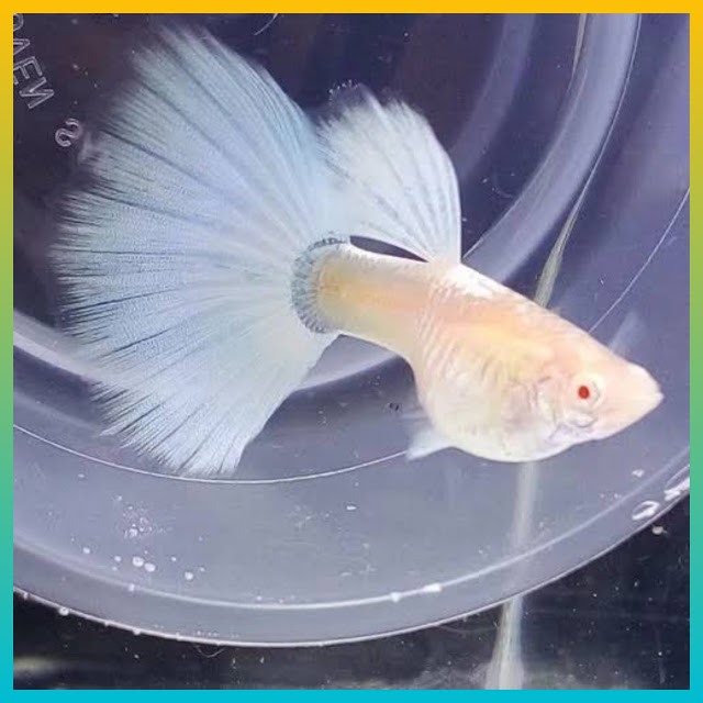 Rekomendasi Ikan Guppy Murah, 10 Jenis Ikan Guppy Murah nih Gan