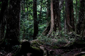 Berbagai Hutan Angker Yang Ada Di Dunia.