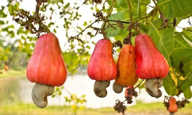 10 Buah Liar yang Aman Dikonsumsi di Alam Bebas