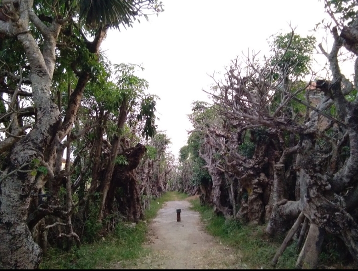 &#91;Coc Reg. Klaten&#93; Hutan Kamboja, Tempat Wisata Klaten Rasa Afrika