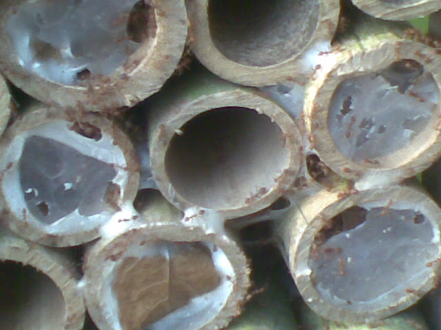 8 Tips Sukses Beternak Kroto dimasa pandemi