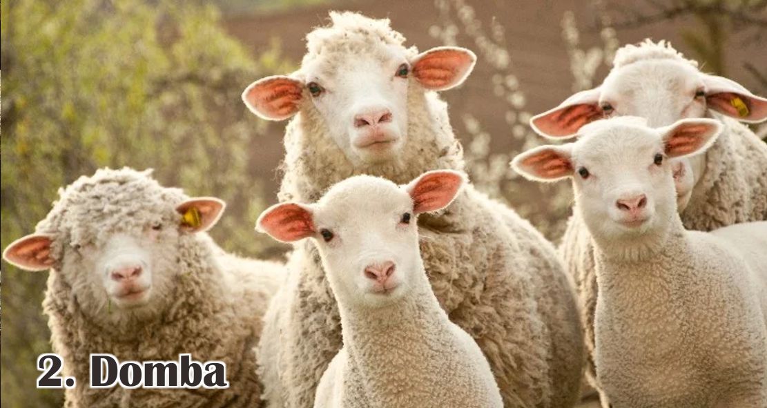 Ini Dia 5 Jenis Hewan Ternak Yang Bisa Di Qurban !