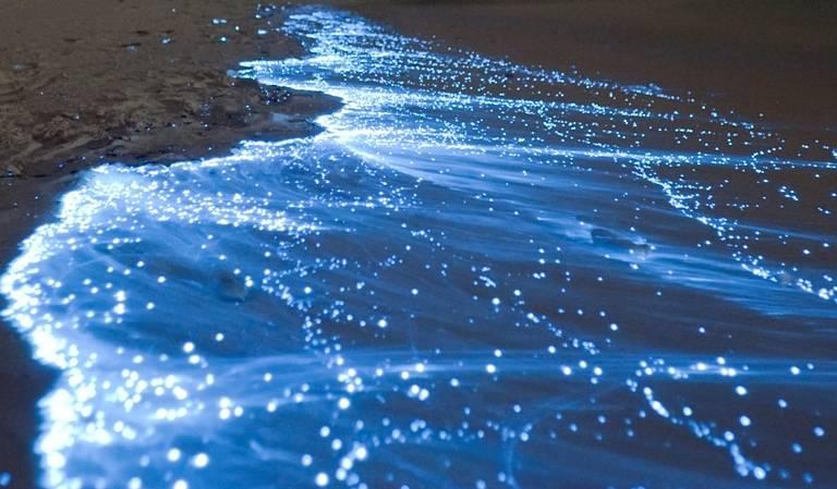 7 Organisme Biolumenescence Menakjubkan