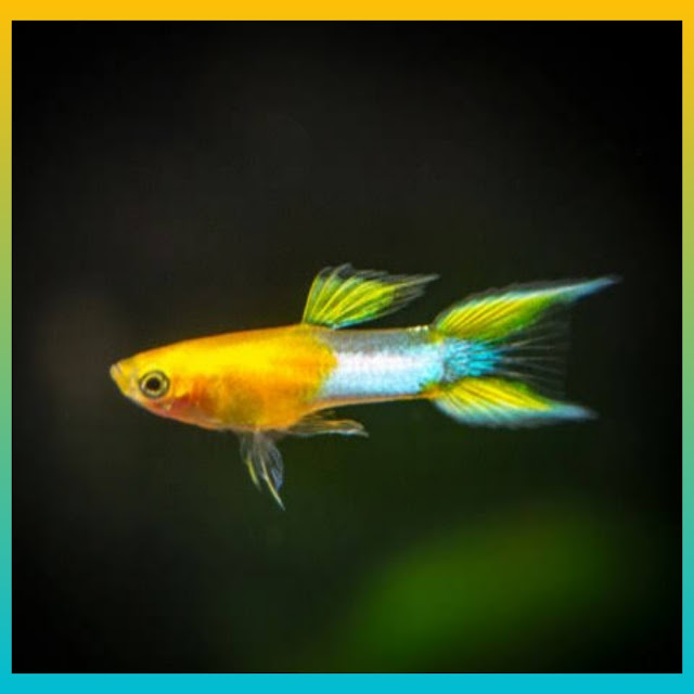 Rekomendasi Ikan Guppy Murah, 10 Jenis Ikan Guppy Murah nih Gan