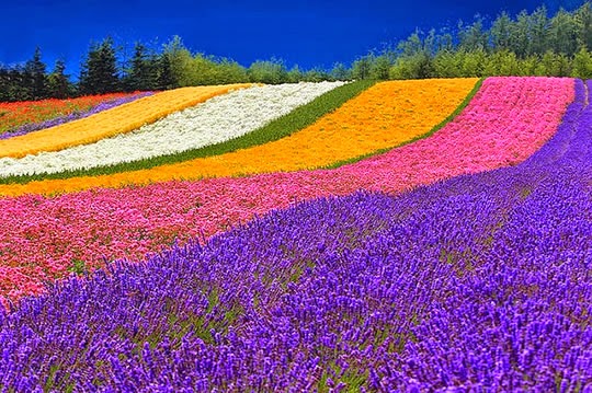 18 Ladang dan Taman Bunga yang Indah di Dunia