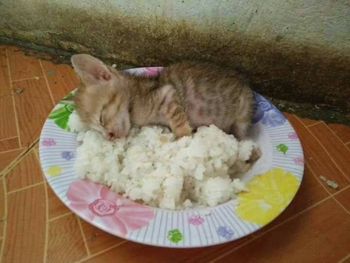 7 Foto nyeleneh jenis-jenis nasi kucing ini bikin ketawa gemes