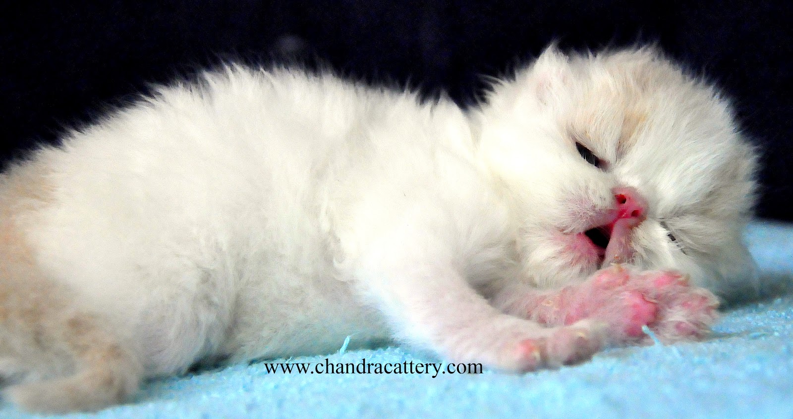 Tips cara cari tau yang buang Gas beracun.