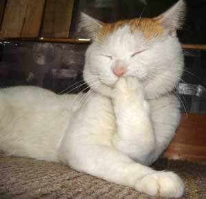 lounge-formil-darurat--repormasi-repolusi-repitalisasi---part-2