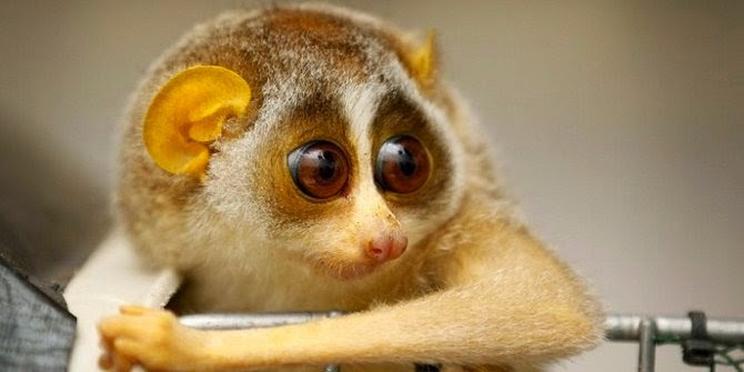 10 Hewan Lucu Yang Ternyata Berbahaya bahkan bisa membunuh manusia