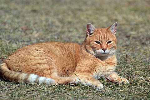 Mitos Kucing Oren, 9 Fakta Ilmiah dari si Kucing Oren