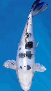 Jual Aneka Koi Unggulan ( Blitar )