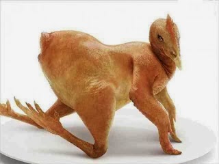 Kumpulan Photo Ayam Kampus :matabelo