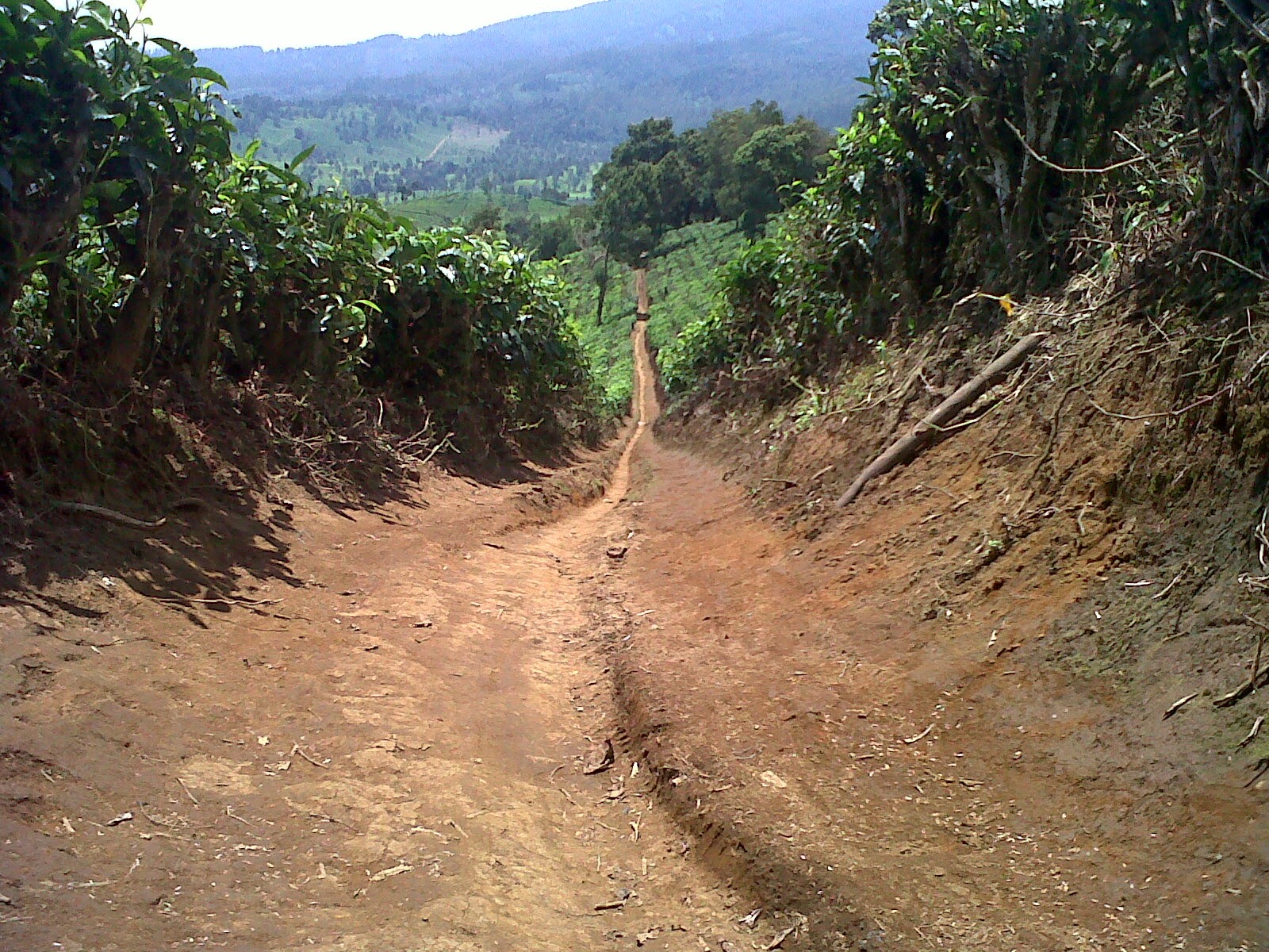 PAPANDAYAN VIA CISURUPAN - TURUN VIA CIBATARUA PANGALENGAN