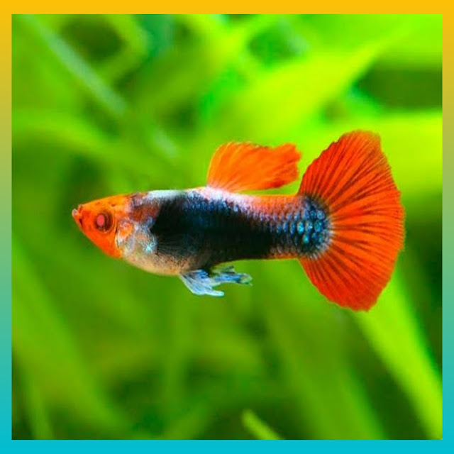Rekomendasi Ikan Guppy Murah, 10 Jenis Ikan Guppy Murah nih Gan