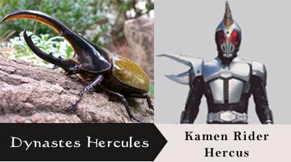  Spesies Serangga Yang Menjadi Motif Kamen Rider