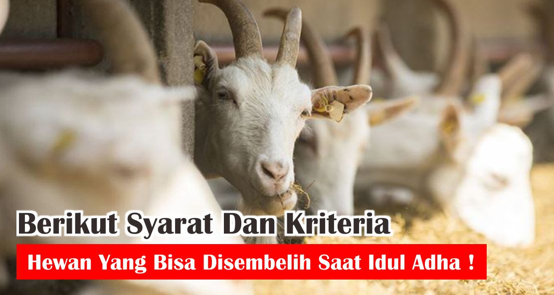ini-dia-5-kriteria-hewan-qurban-yang-sah-untuk-disembelih