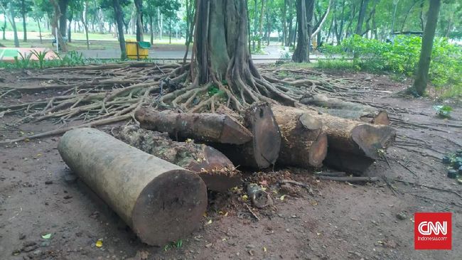 misteri-keberadaan-pohon-mahoni-di-proyek-revitalisasi-anies