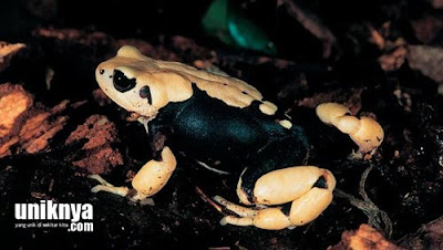 7 Katak dan Kodok Terunik di Dunia