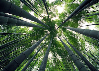  Bambu Cina  KASKUS