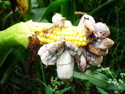5 Makanan Paling Menjijikkan di Dunia