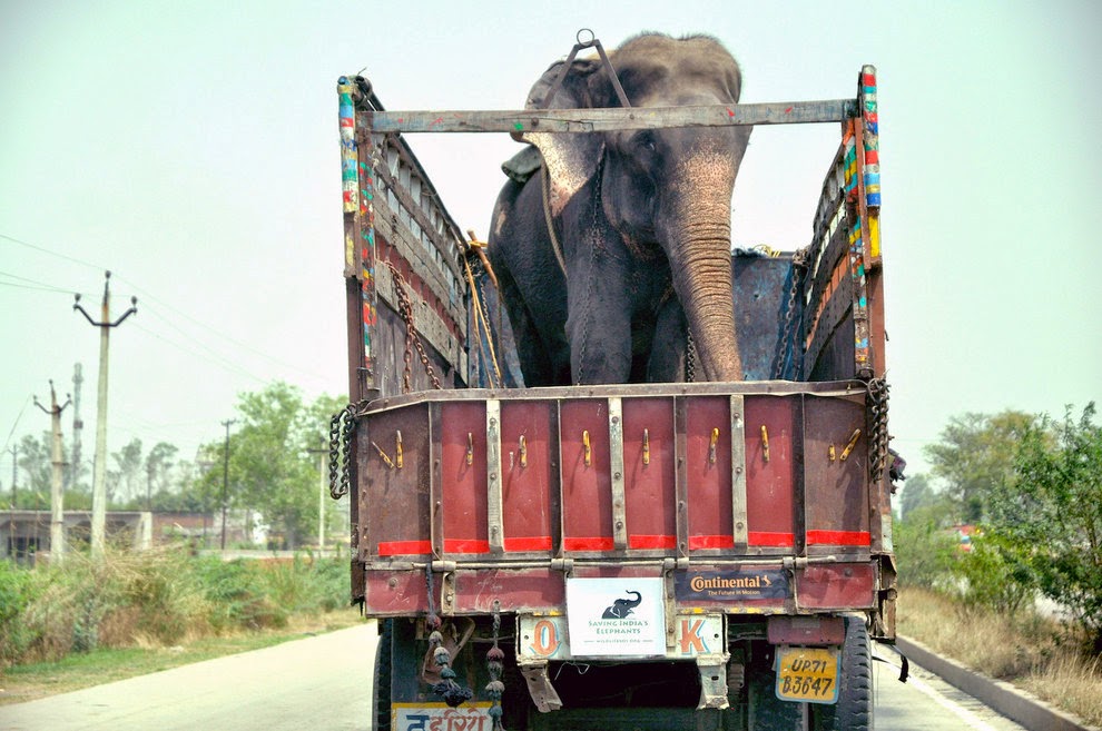 Gajah Ini Menangis Ketika Dia Diselamatkan Setelah 50 Tahun di Ikat Rantai Berduri