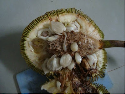 7 Buah Langka Dari kedalaman Pulau Kalimantan &#91;Pict++&#93;