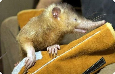 Inilah Hewan Paling Aneh Dan Langka Di Dunia