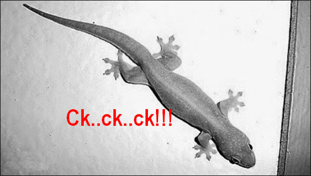 Cicak cicak di dinding… yuk lihat mitos & fakta tersembunyi tentangnya…