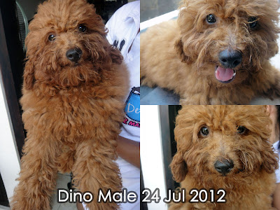 FOR SALE Red Toy Poodle (2 ekor) & Apricot Toy Poodle (4 ekor) Import Thailand “speci