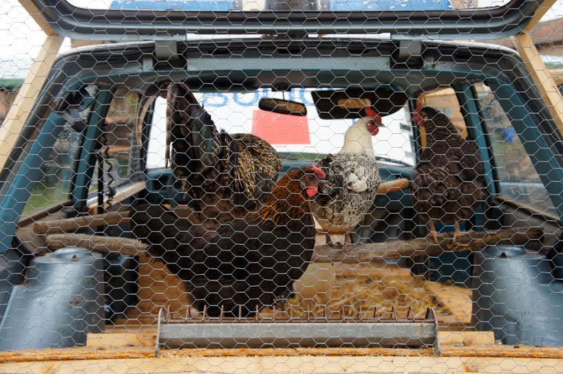 Kandang Ayam Unik Dari Mobil Polisi