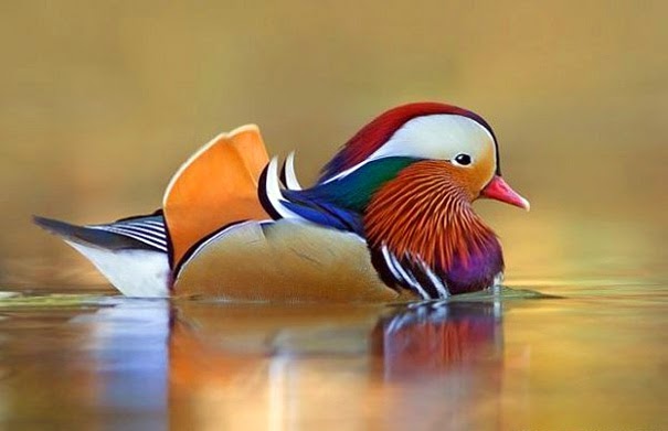 bebek tercantik dan terindah di dunia
