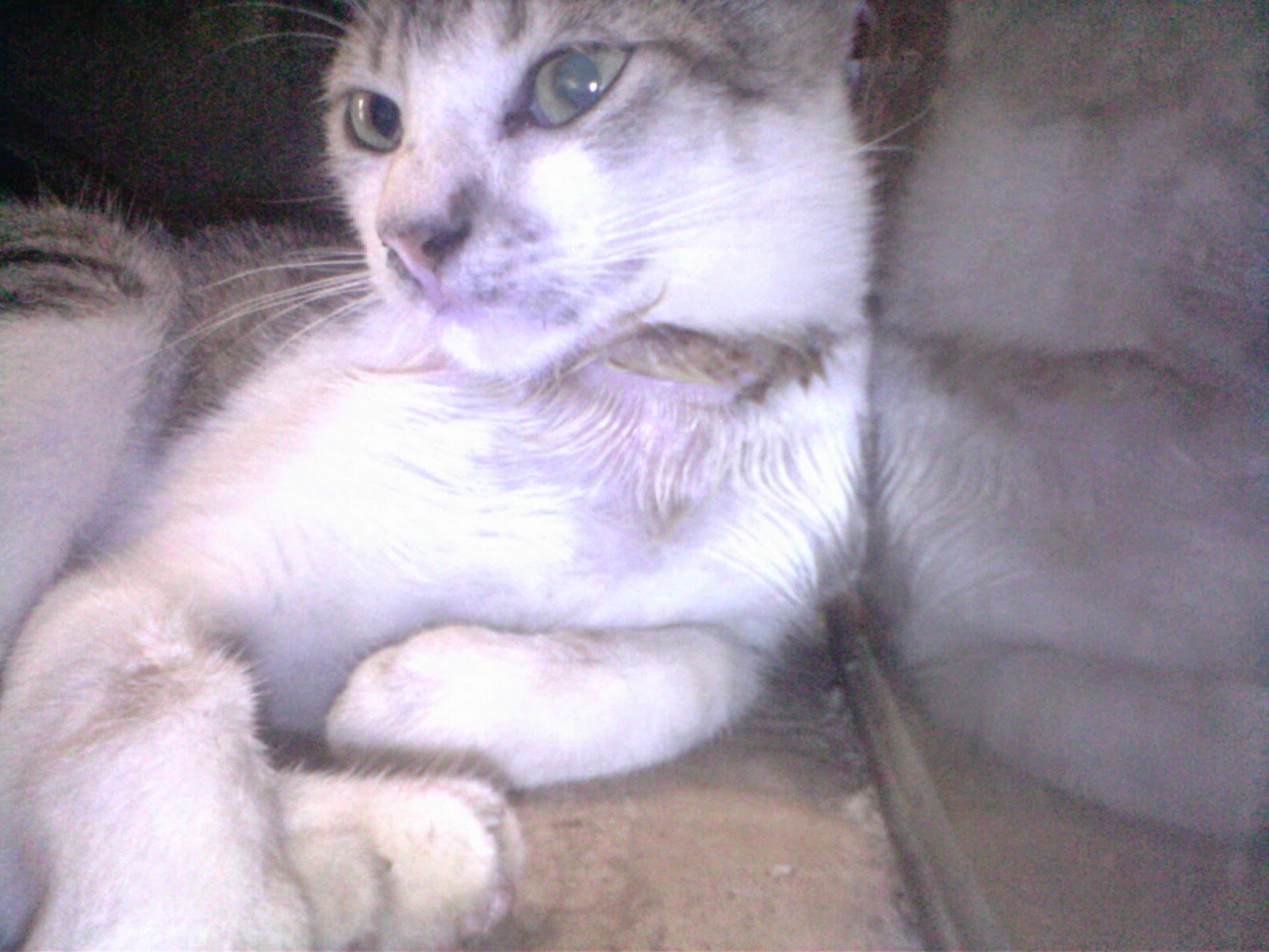 Gara gara karet gelang kucing ini hampir mati (Cat Lovers Wajib Baca)