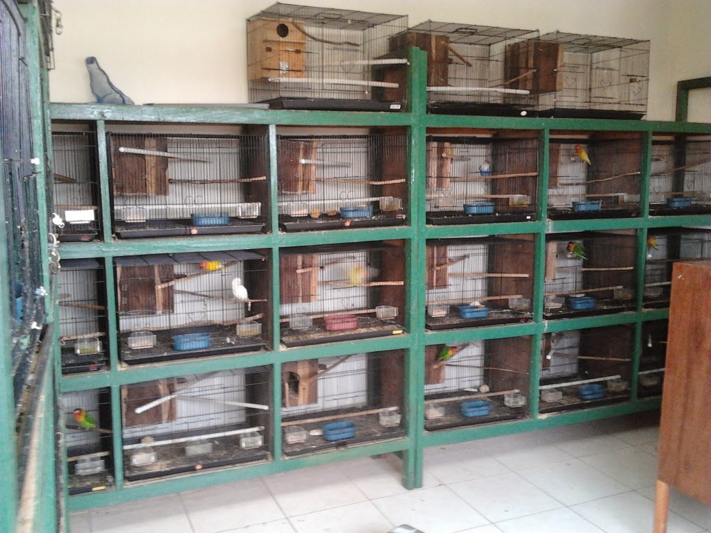 PENANGKARAN LOVE BIRD &amp; MURAI BATU MEDAN MACAM JENIS 
