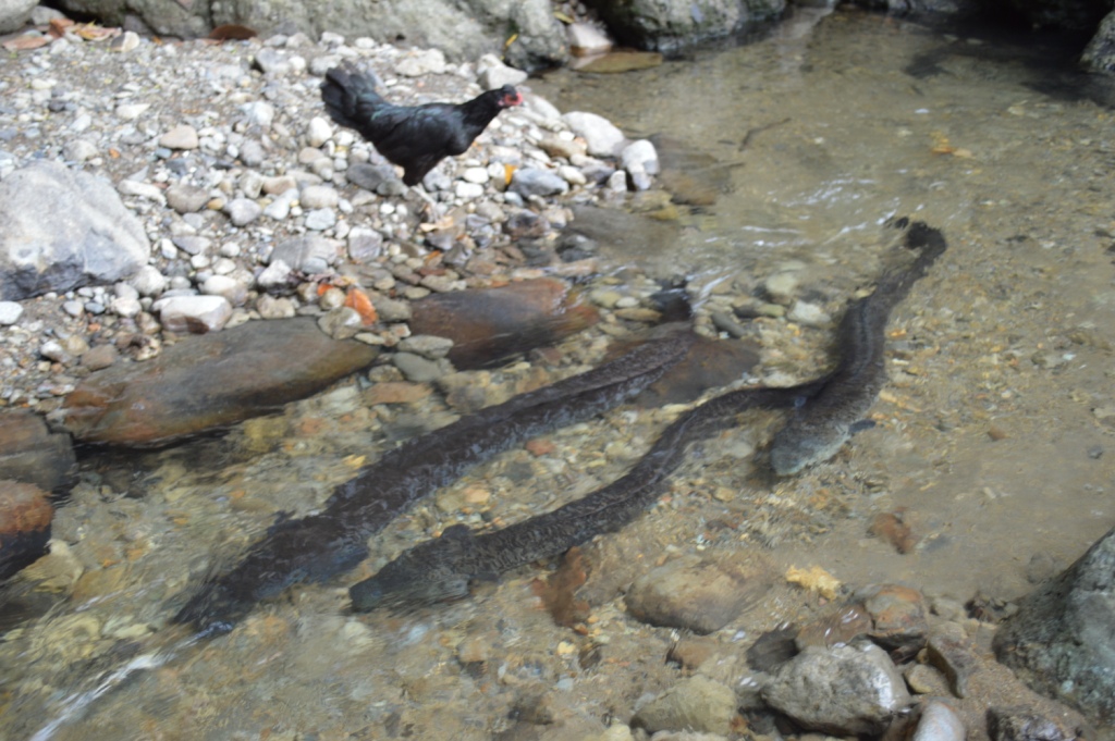 BELUT RAKSASA (MOREA) dari AMBON, INDONESIA