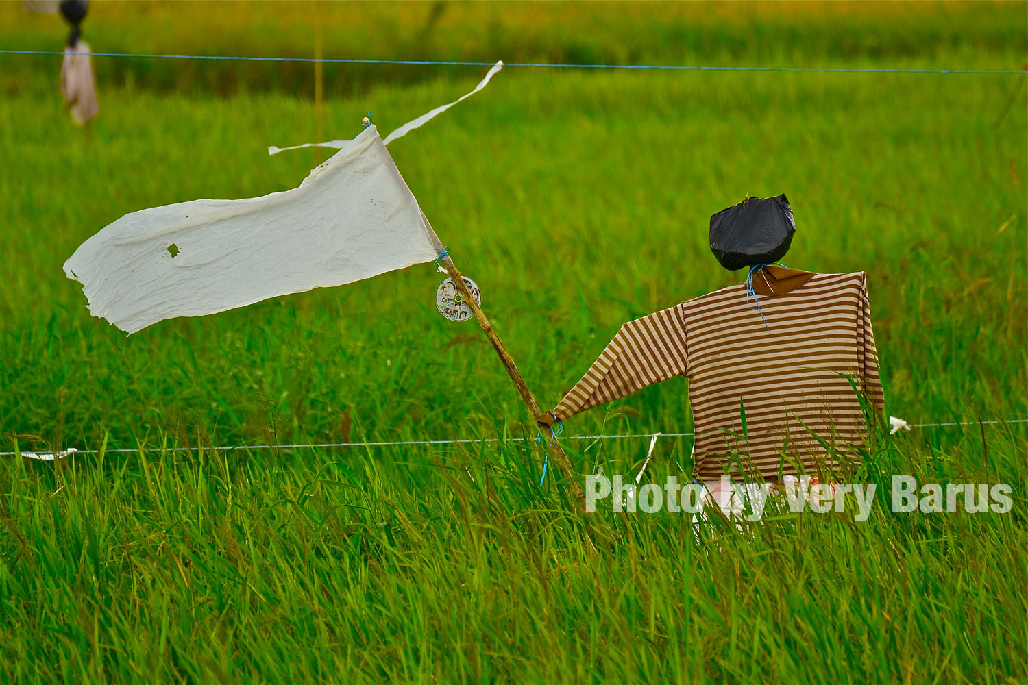 gak ada ini kalo gak ada sawah