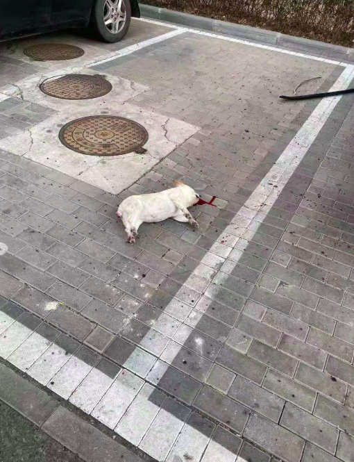 Takut Tertular Virus, Warga China Ramai-ramai Lempar Kucing &amp; Anjing dari Apartemen