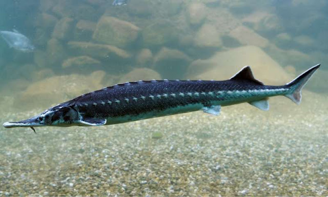 5 FAKTA STURGEON, IKAN PURBA PENGHASIL KAVIAR YANG MENDUNIA