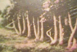 LAFADZ &quot;ALLAH&quot; DI BERBAGAI TEMPAT