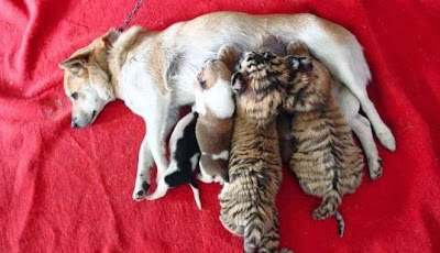  Mengharukan, Anjing Ini Susui Bayi Harimau Yang Terlantar
