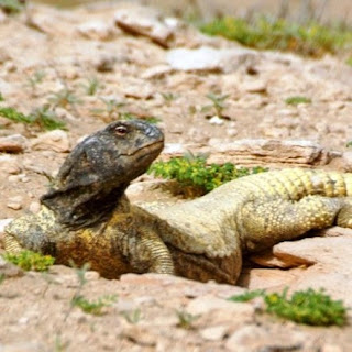 Dhab Halal, Biawak Haram - Dhab Reptil Unik dari UAE