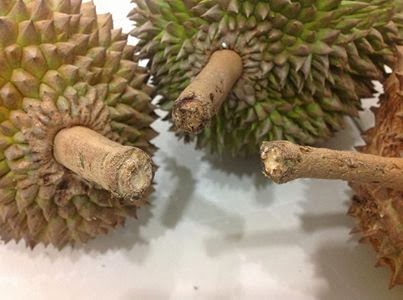 8 Tips Memilih DURIAN Yang Bagus dan Lezat