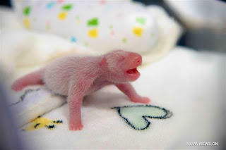 Panda Raksasa di Macau Lahirkan Anak Kembar