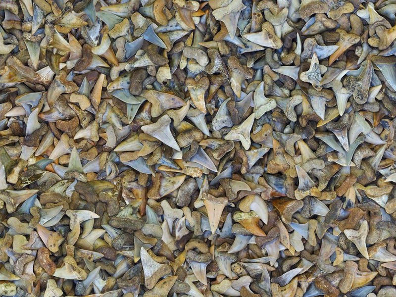 [Amazing] Chris Jordan Sang Fotografer Limbah yang Mengagumkan