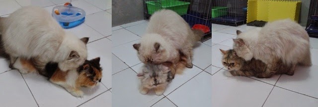 Jasa Pacak/Kawin Kucing Peaknose Extreme LH