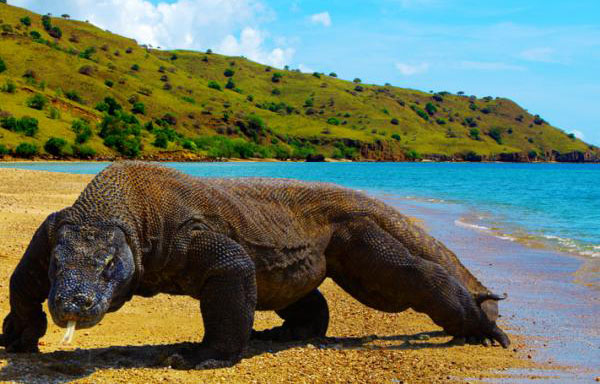 Taman Nasional Komodo Resmi Sandang Predikat 7 Keajaiban Dunia