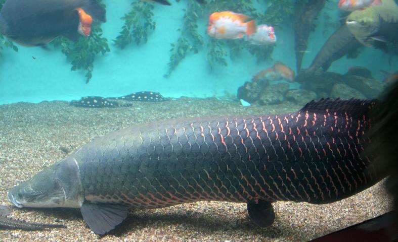 Ajaib! ada ikan di sungai beratnya 100kg! Ga percaya? sini masuk! 