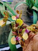 Cara Mudah Merawat Anggrek Oncidium