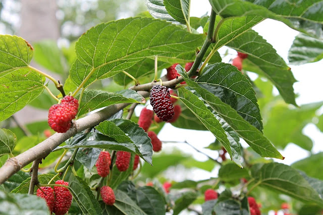 10 Buah Liar yang Aman Dikonsumsi di Alam Bebas