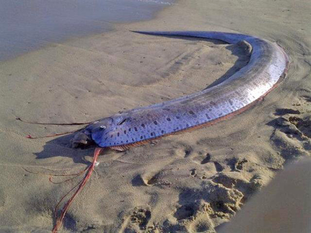 Disebut Ikan Pembawa Kabar Gempa, Ini 5 Fakta Tentang Oarfish